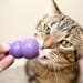 KONG Kitty Leckerchenspender