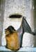 Schwegler bat cave 2F, universal