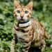 Kippy CAT GPS-Tracker