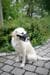 KERBL Pet Nylon Muzzle