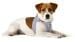 curli Puppy Starter Box