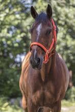 NORTON Fluo Halfter, gefüttert, orange, Pony