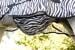 Covalliero RugBe Zebra Fliegendecke inkl. Halsteil