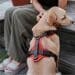 Hunter Maldon Up dog harness