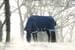 LeMieux Arika Storm-Tek Weidedecke inkl. Halsteil, marineblau