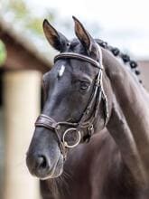 LeMieux Kudos Clear Arc Bridle, Havana/Brass, Full