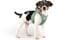 curli Puppy Starter Box