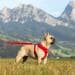 Curli Basic Air-Mesh Hundegeschirr