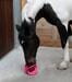 Cavallo Bizzy Palla Bizzy