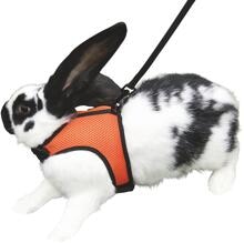 Pettorina per conigli KERBL Pet Sport con guinzaglio, 120 cm