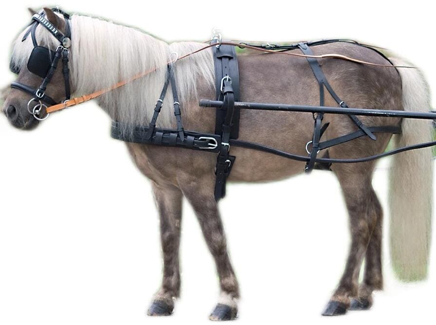 STAR Economic Einspänner Geschirr, schwarz, Shetty