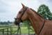 HKM Pro Anatomic Snaffle, black