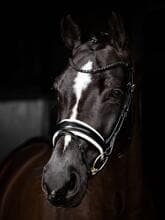 Briglia da dressage LeMieux Kudos Patent, nera/bianca, X-Full