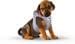 curli Puppy Starter Box