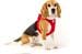 curli Clasp Softshell Hundegeschirr