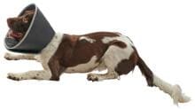 Collare protettivo KRUUSE BUSTER Foam, 25 cm, 5 pezzi