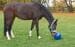 KERBL Pferdespielball