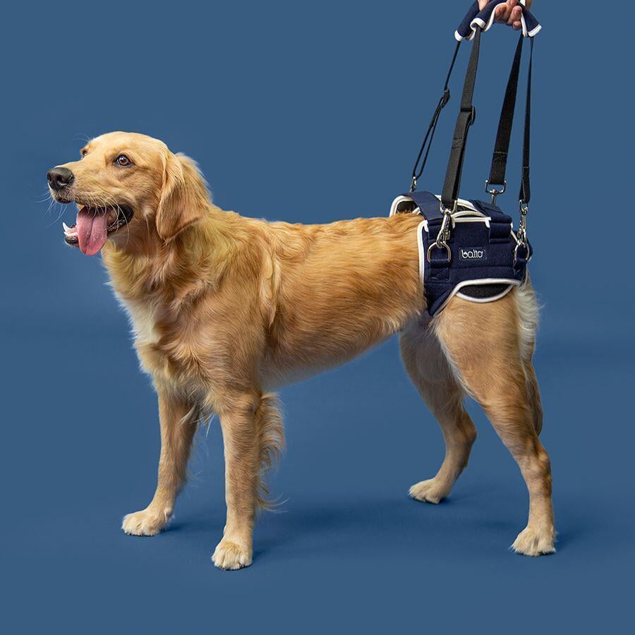 Balto Hip Displacia Brace | Hundegeschirr | L