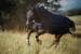 Covalliero RugBe SuperFly Fliegendecke inkl. Halsteil