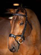 LeMieux Kudos Clear Arc Bridle, black/silver, pony