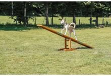 Trixie Fun Agility altalena, 300x54x34cm