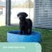 KERBL Pet Bubble Hundepool