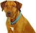 SUCHtrupp Dots pull stop collar, gold