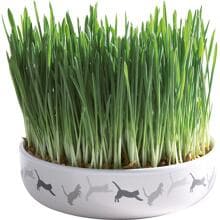 Trixie Katzengras mit Schale, Keramik, 50g, ø15x4cm