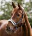 Halter elegante Waldhausen