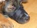 KERBL Pet Nylon Muzzle