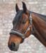 Halter elegante Waldhausen