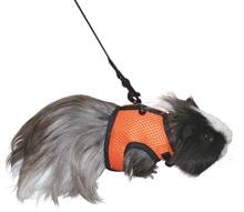 Pettorina per porcellini d'India KERBL Pet Sport con guinzaglio, 120 cm