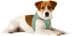 curli Puppy Starter Box