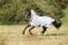 Covalliero RugBe SuperFly Fliegendecke inkl. Halsteil