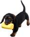  KERBL Pet Snack-Dummy