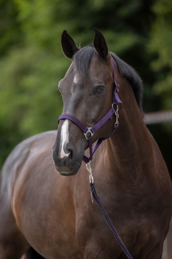 Covalliero Hippo Nylonhalfter, Pony, aubergine