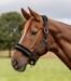 Halter elegante Waldhausen