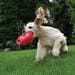 Gioco per cani KONG Bounzer
