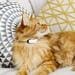 Kippy CAT GPS-Tracker