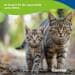 Canina Katzenmilch