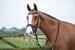 Snaffle anatomico HKM, nero