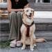 Hunter Maldon Up dog harness