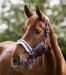 Halter elegante Waldhausen