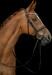 HKM Melinda Snaffle, nero