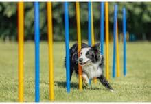 Trixie Fun Agility Slalom, plastica, ø3x115cm, 12 pezzi, blu/arancio